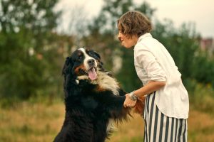 Comment empêcher un chien de sauter sur les gens ?