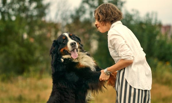 Comment empêcher un chien de sauter sur les gens ?