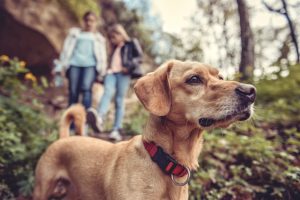 Chien dans un sentier à Center Parcs