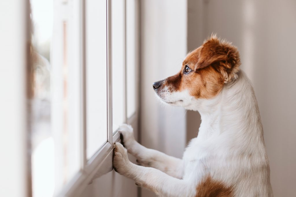 chien qui est seul