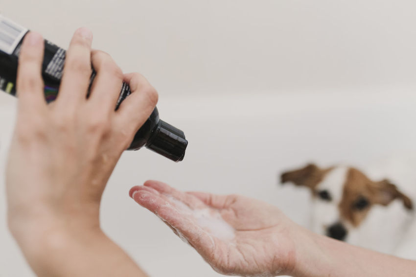 Shampoing pour chien