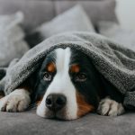 Rhume et coup de froid chez le chien