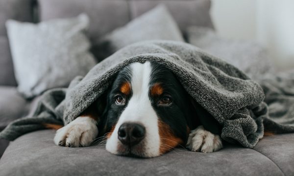 Rhume et coup de froid chez le chien
