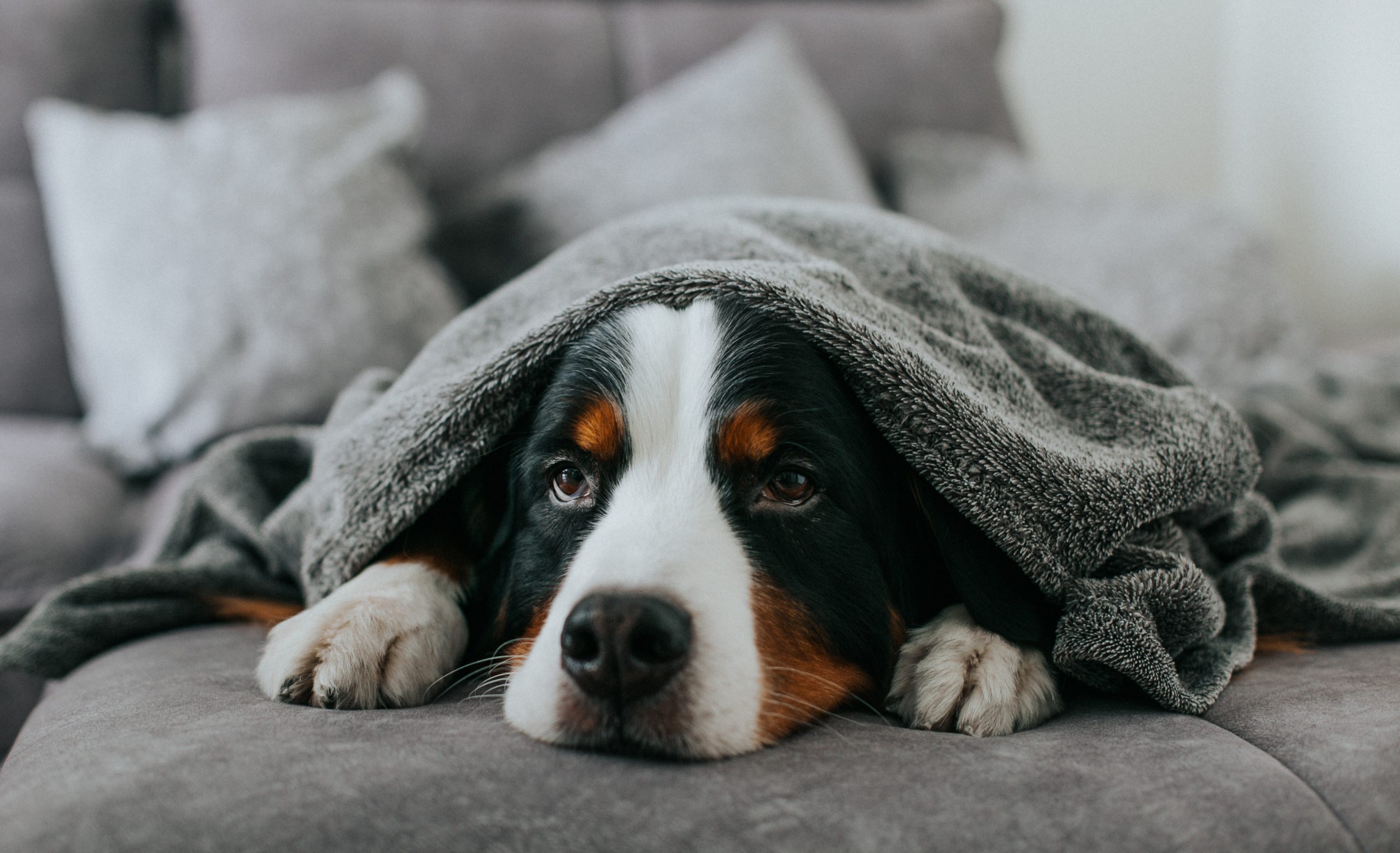 Rhume et coup de froid chez le chien : Causes, Signes, Traitement