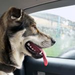 Voyager avec un chien stressé en voiture : causes et solutions

