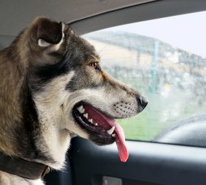 Mon chien a peur en voiture