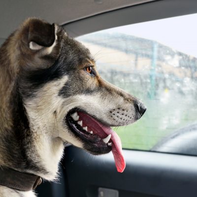 Voyager avec un chien stressé en voiture : causes et solutions