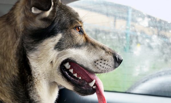 Mon chien a peur en voiture
