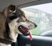 Voyager avec un chien stressé en voiture : causes et solutions