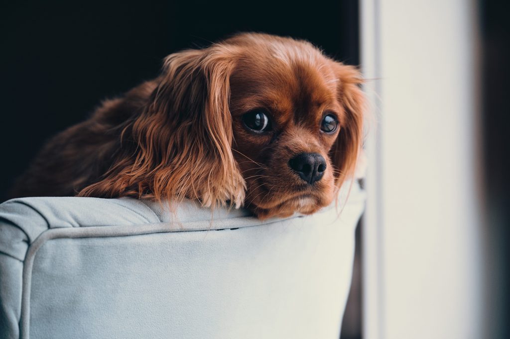 Chien Cavalier King Charles