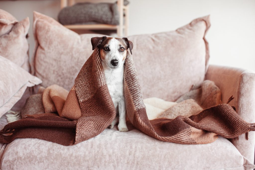 Chien sur le canapé avec une couverture