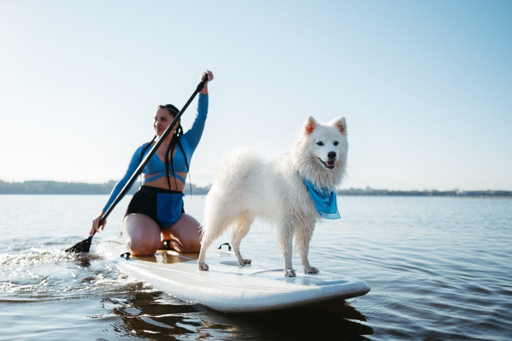 Chien Spitz sur Paddle