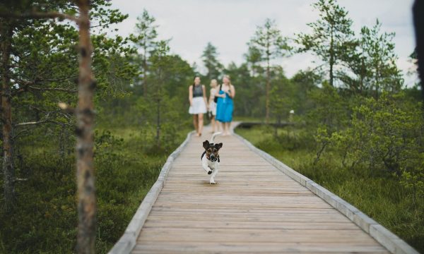 20 idées d’activités à faire avec son chien