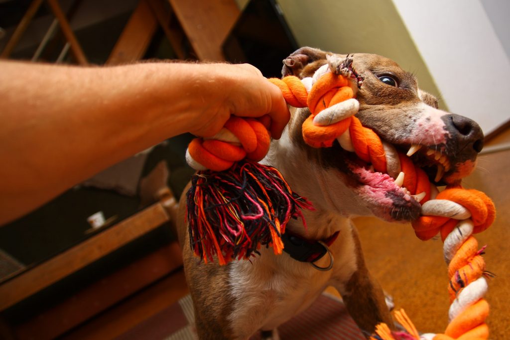 Photo d'un chien qui tire sur une corde pour jouer