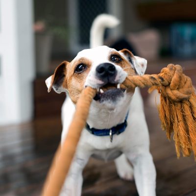 Tirage de corde : jeu pour chien