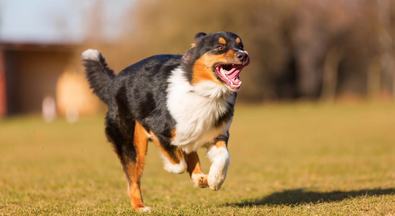 TPLO chez le chien : comprendre l’intervention, ses bénéfices et le parcours de soins