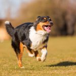 TPLO chez le chien : comprendre l’intervention, ses bénéfices et le parcours de soins