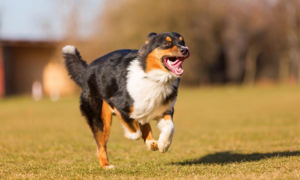 TPLO chez le chien : comprendre l’intervention, ses bénéfices et le parcours de soins