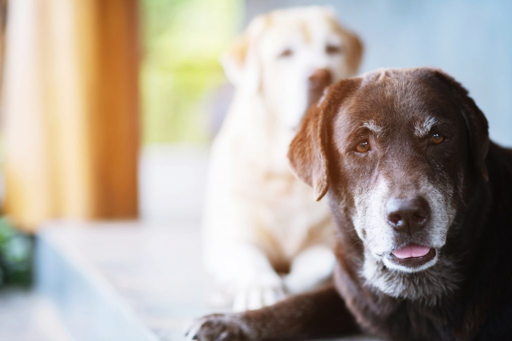 Chien de type labrador âgé