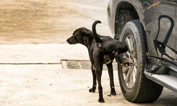 Pourquoi mon chien urine sur les roues de voitures ?