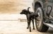 Pourquoi mon chien urine sur les roues de voitures ?