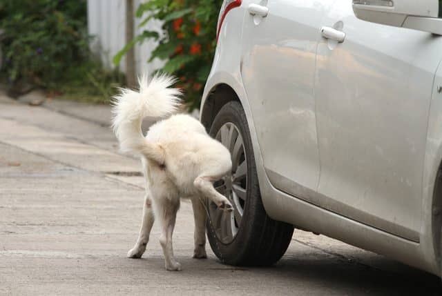 chien en train d'uriner sur une roue de voiture