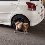 Pourquoi mon chien urine sur les roues de voitures ?
