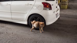 Pourquoi mon chien urine sur les roues de voitures ?