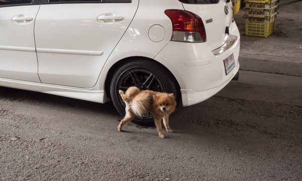 Pourquoi mon chien urine sur les roues de voitures ?