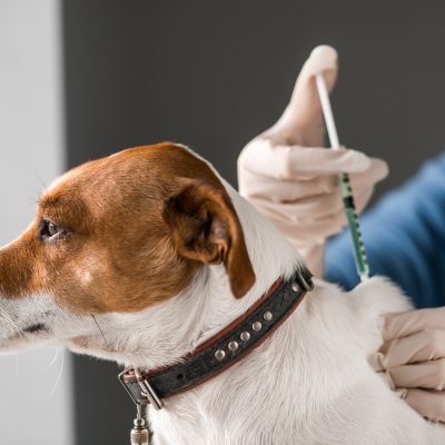Vaccins obligatoires pour voyager avec son chien