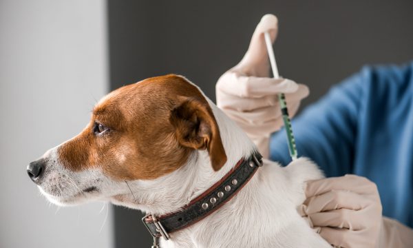 Voyager avec son chien : les vaccins obligatoires