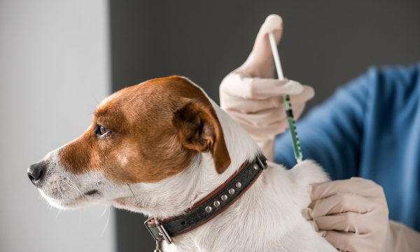 Liste des Vaccins obligatoires pour voyager avec son chien