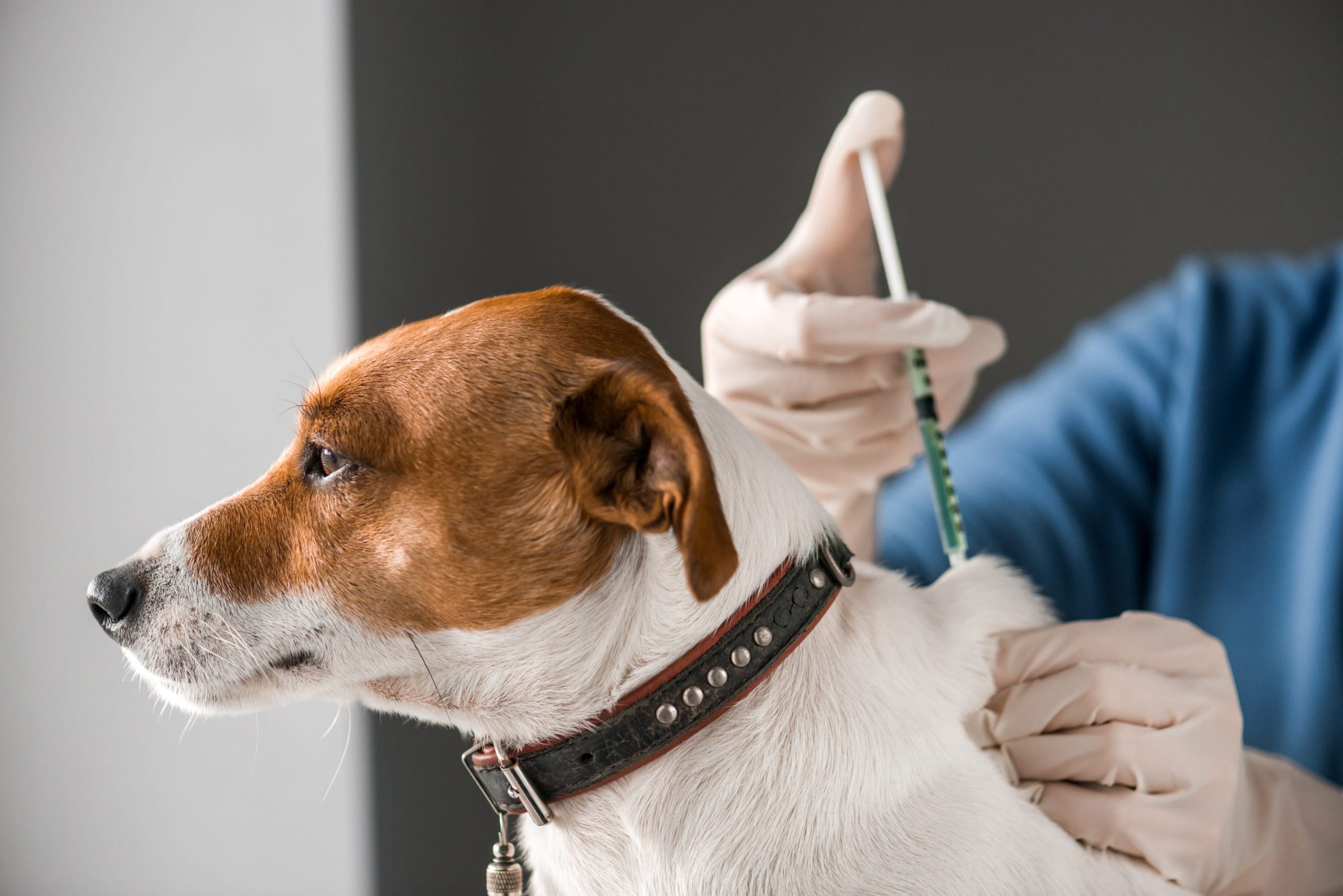 Un Chien Vacciné Peut-il Attraper La Toux Du Chenil
