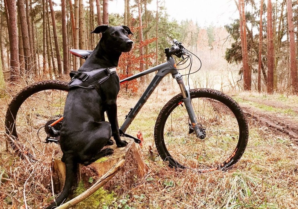 Chien à côté du vélo