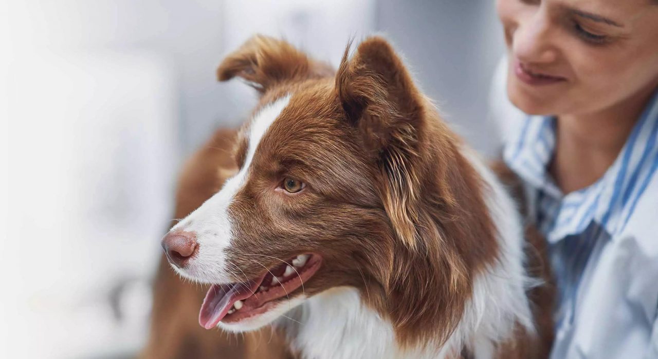 Bien assurer son animal de compagnie : le guide pour choisir la bonne formule