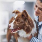 Bien assurer son animal de compagnie : le guide pour choisir la bonne formule