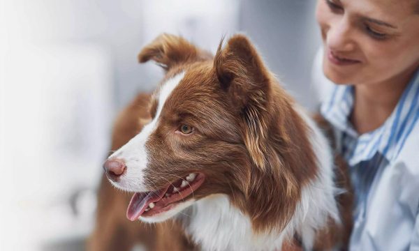 Bien assurer son animal de compagnie : le guide pour choisir la bonne formule