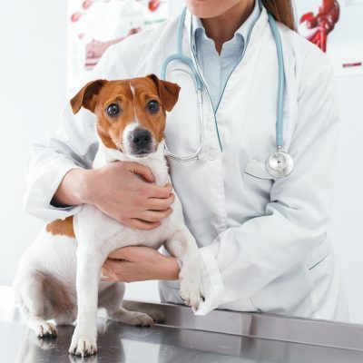 Peur du vétérinaire : comment calmer son chien ?