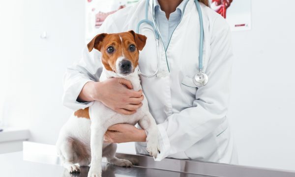 Mon chien a peur du vétérinaire