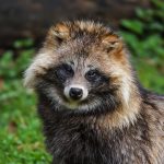 Chiens sauvages : 12 espèces à découvrir !