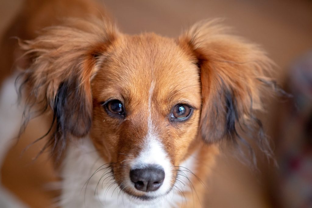 Petite chienne marron et blanche