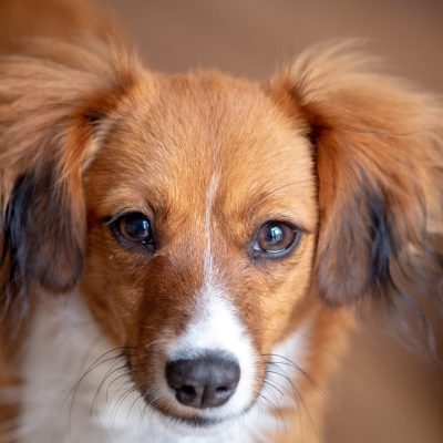 Stérilisation du chien : prix, infos et conseils