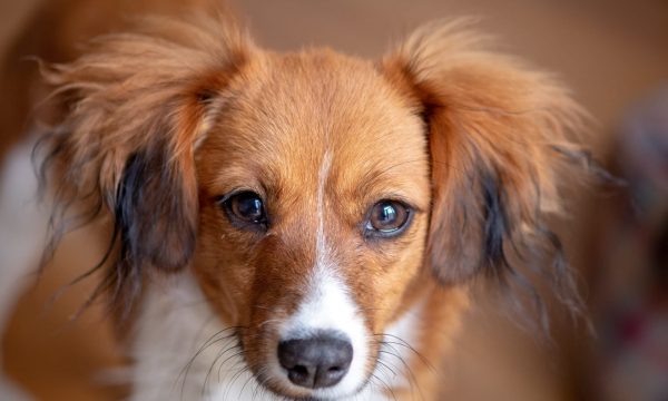 Stérilisation du chien : prix, avantages et inconvénients