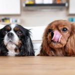Le chien peut-il manger la même nourriture nous ?