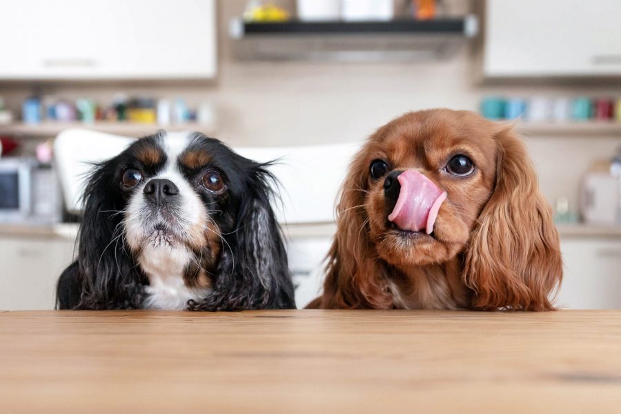 Le chien peut-il manger comme nous ?