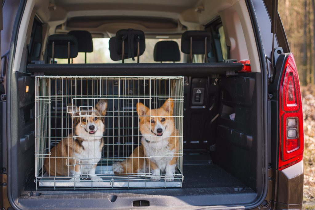 Deux chiens Corgi dans une caisse de transport en voiture