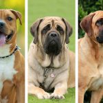 Chiens interdits en France : races, réglementation et obligations