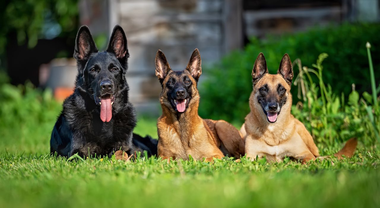 Chien de garde : 10 races de chiens à découvrir