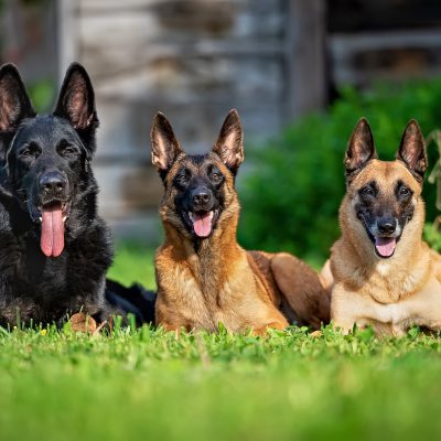 Chien de garde : 10 races de chiens à découvrir