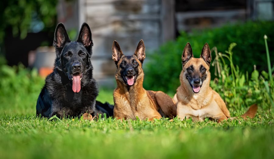 Chien de garde : 10 races de chiens à découvrir